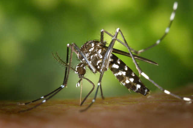 Lotta alle zanzare - Calendario Interventi 2024 - 2° Aggiornamento 