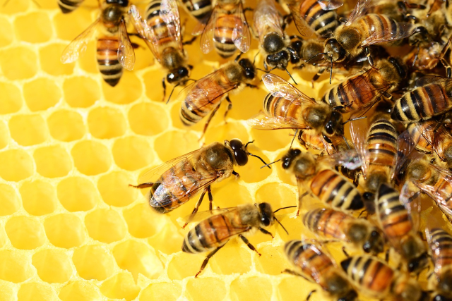 L'uomo e le api: un'interazione per la vita